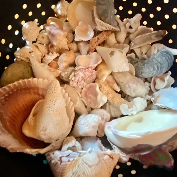 SANIBEL Shells (collected) Mixed Lots For Crafts - Picture 4 of 8